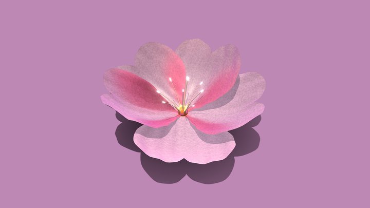 Cherry Blossom Sakura Flower 3D Model
