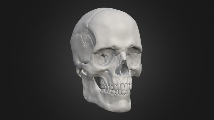 Human Skull - European Male 3D Model