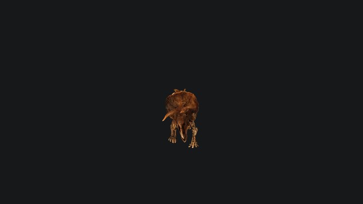 Animated Triceratops Skeleton 3D Model
