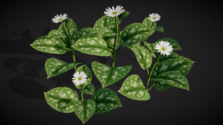 Flowering Plant Free – Free 3D Model STL
