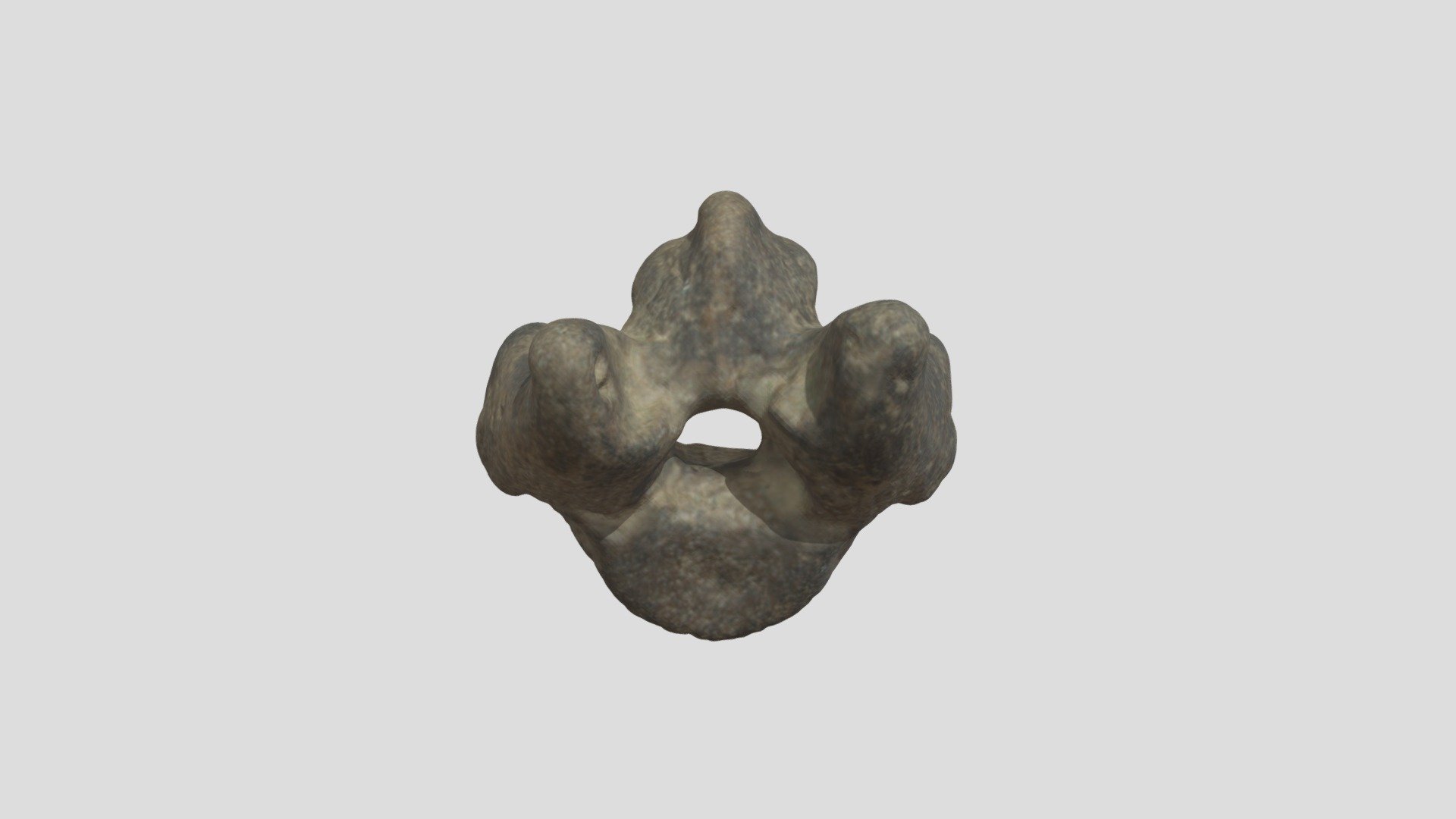 Miocene seal vertebra