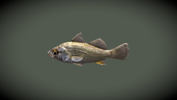 SM_dg_silverPerch 3D Model