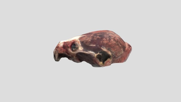 18 - Adult Male (see below) 3D Model