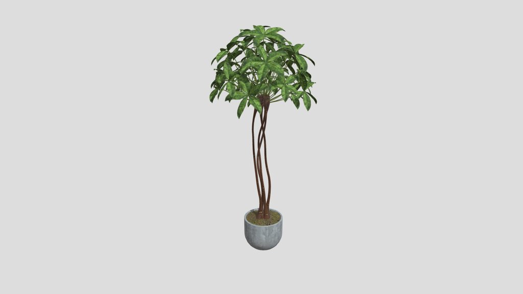 Guiana Chestnut Plant