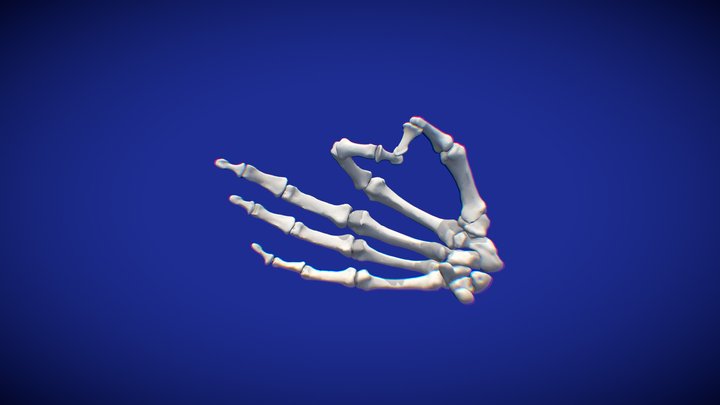HUMAN RIGHT HAND. 3D Model