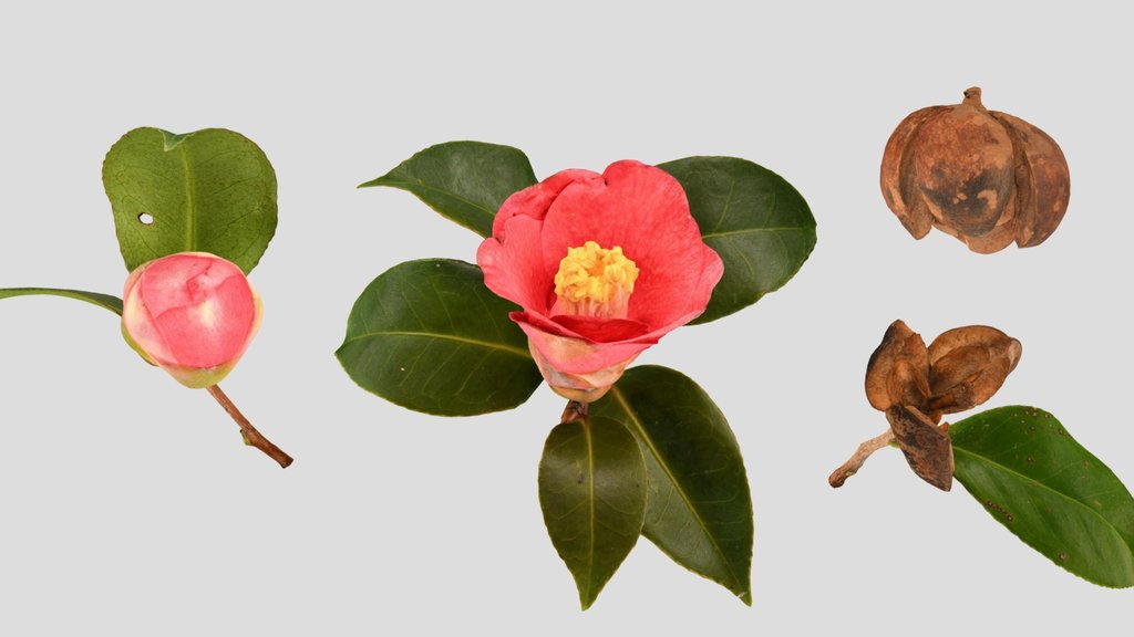 CC0 ヤブツバキ Tsubaki, Low-Poly Camellia japonica