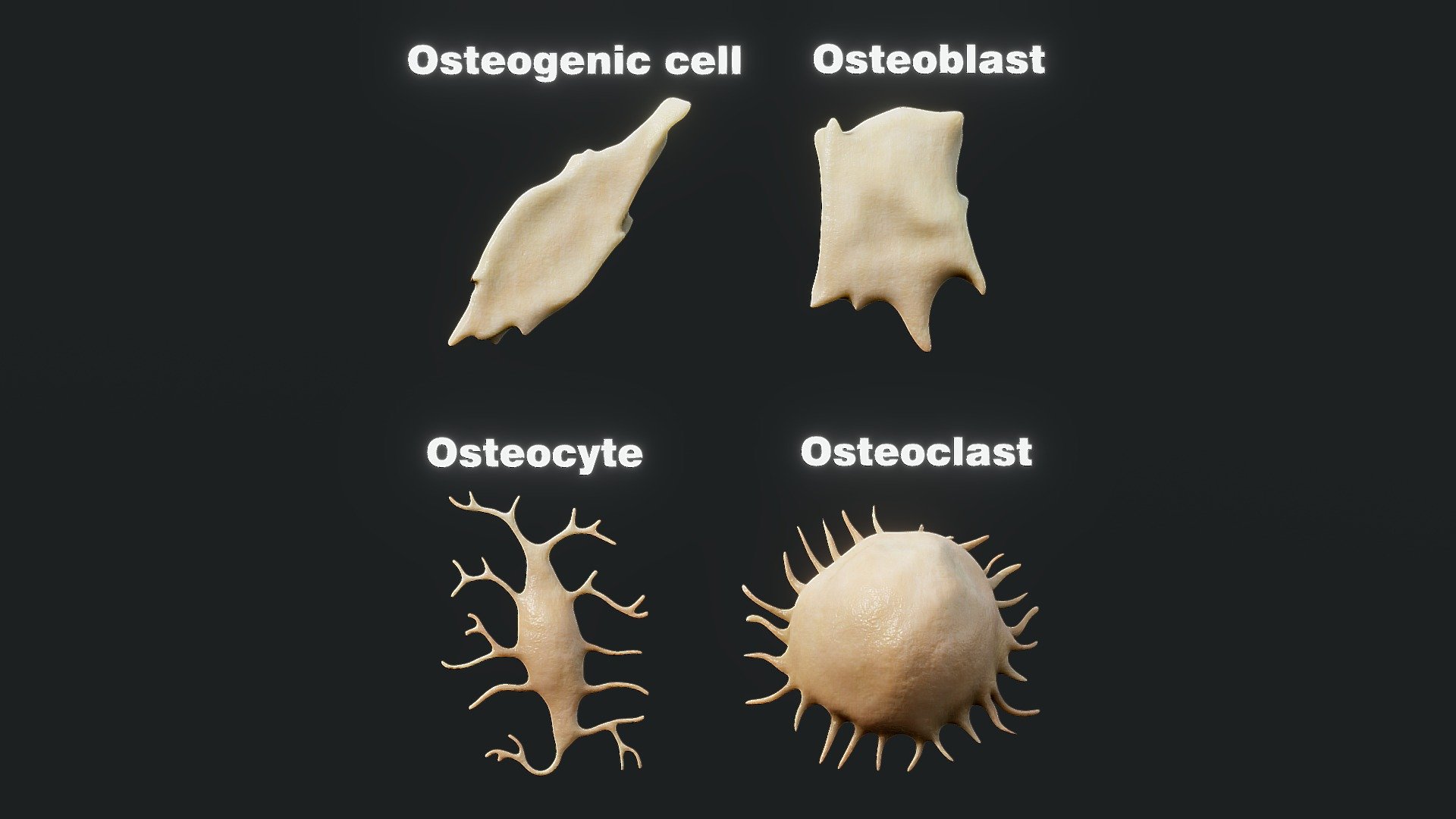 Cell osteoblast osteocyte osteoplast - Buy Royalty Free 3D model by ...