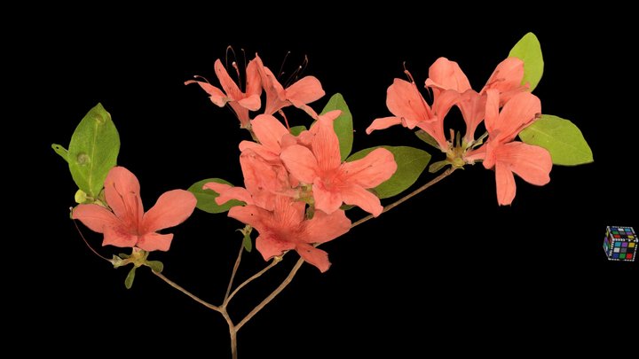 CC0 ヤマツツジ Moutain Azalea – Free 3D Model STL