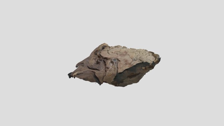 Maxillary Os 4 5 25 3D Model