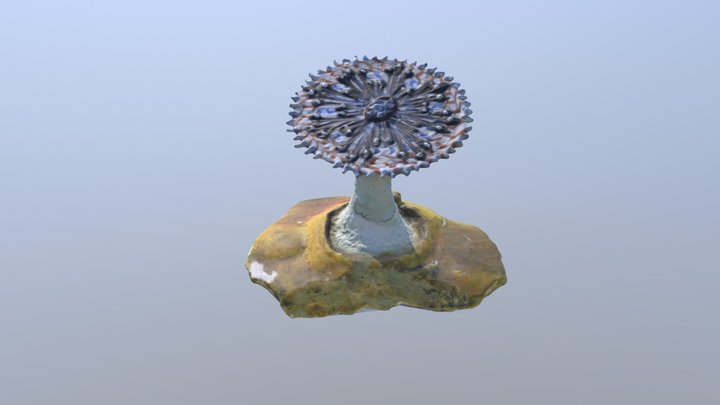 Cat. I (Zoology) 17 Sagartia bellis 3D Model