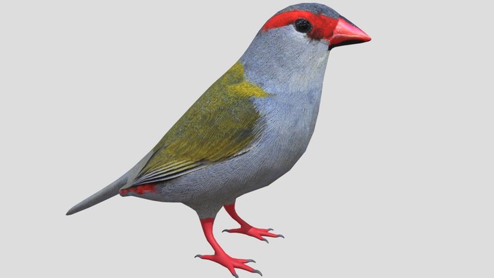 Red Browed Finch 3D Model