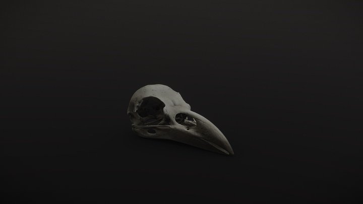 Raven Skull - Clean scan 3D Model