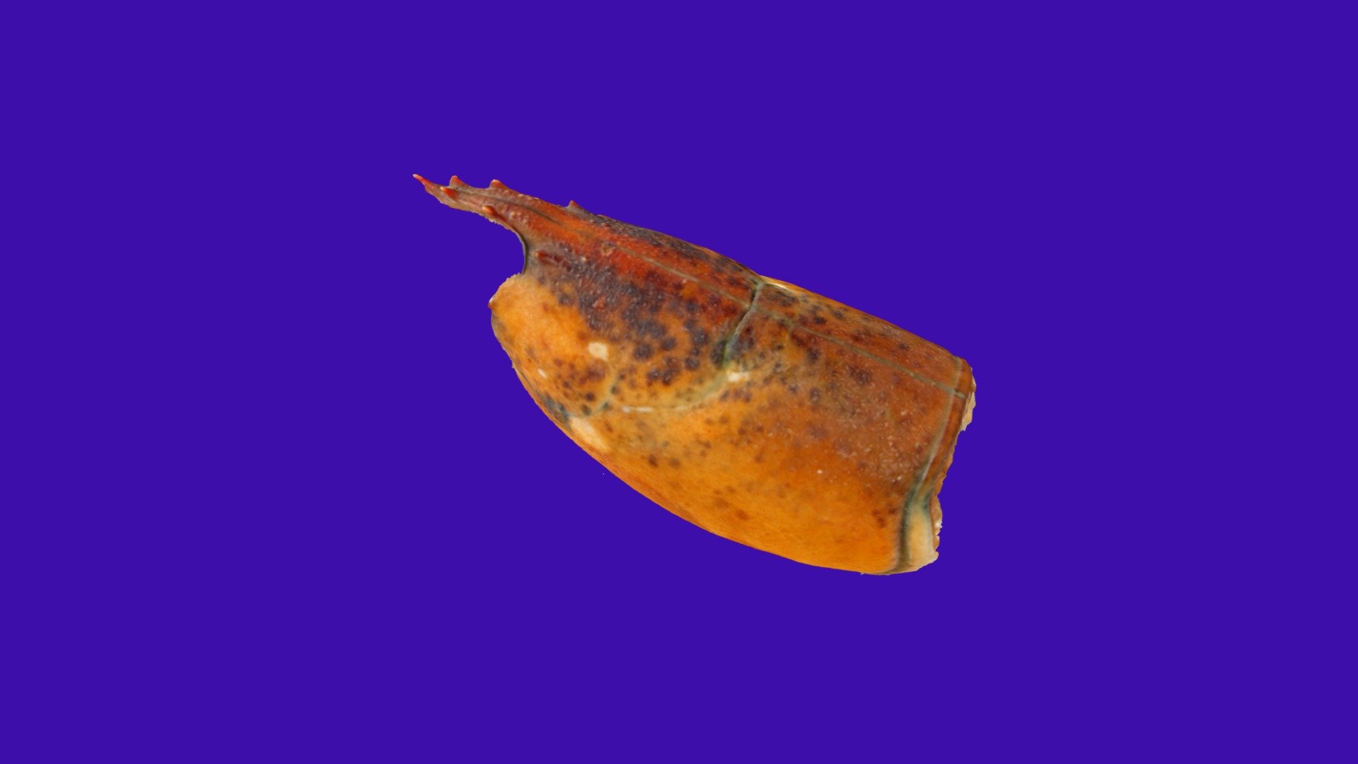 Am Lobster Spring 2019 St150 02  with ESD lev 1