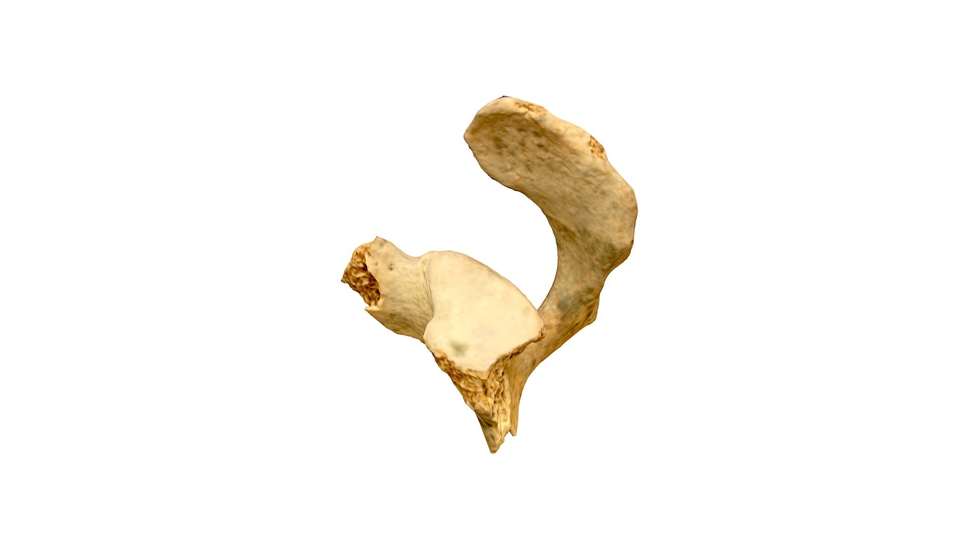Qasr Hallabat Cistern Scapula 1
