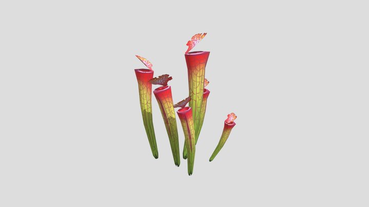 SM_ Pitcher Plant_CAO 3D Model