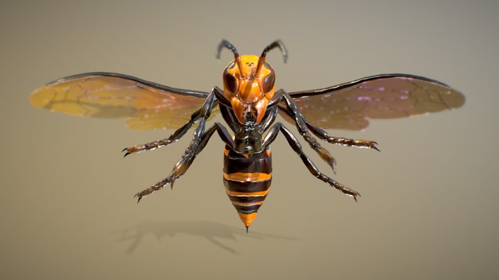 Asian giant hornet 3D Model