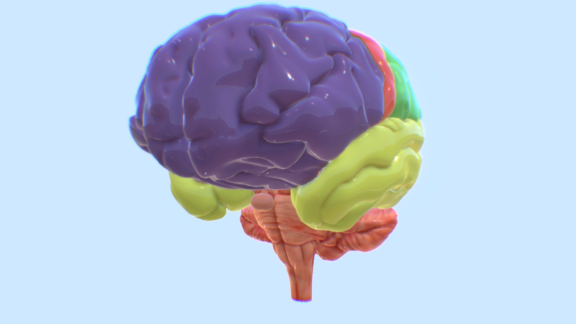 Lobes of the Brain - 3D model by ERC (@ERC) [c1518ab]