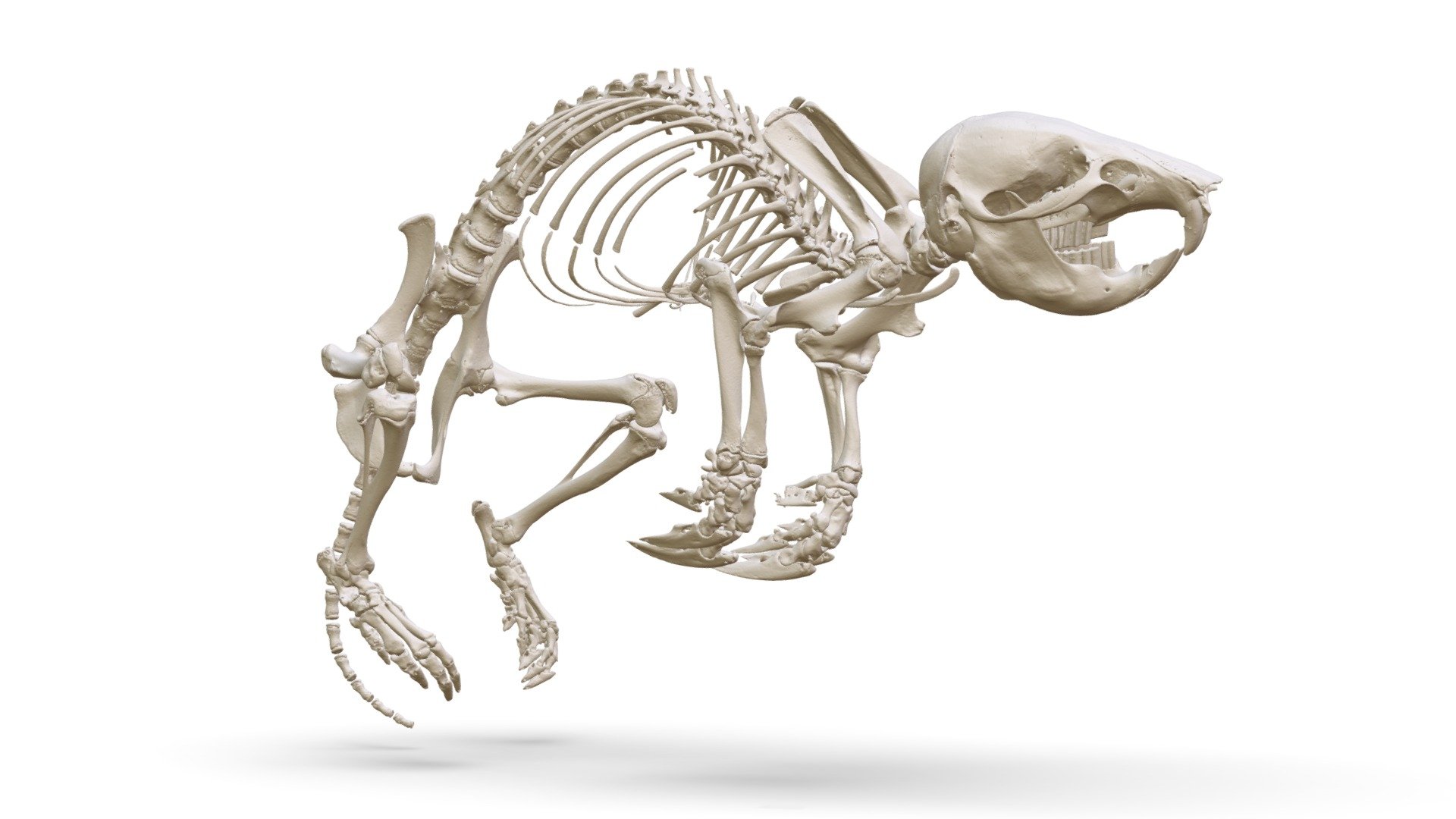 Myospalax aspalax (MSB:Mamm:294051) - 3D model by Biodiversity [c153212 ...