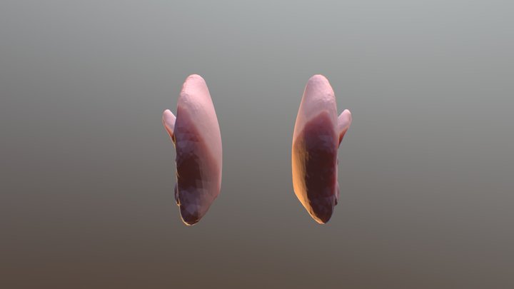 Ear 3D Model