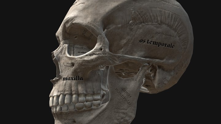 Cranium_version #2 3D Model