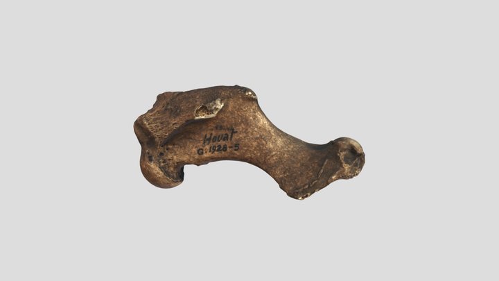 Humérus d'Halicaerus gryphus 3D Model