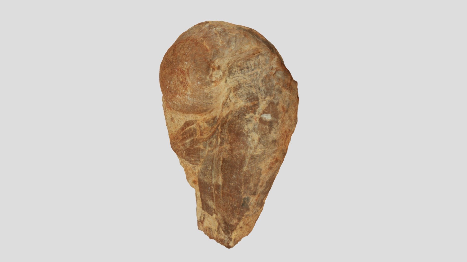 Corallliochama sp.