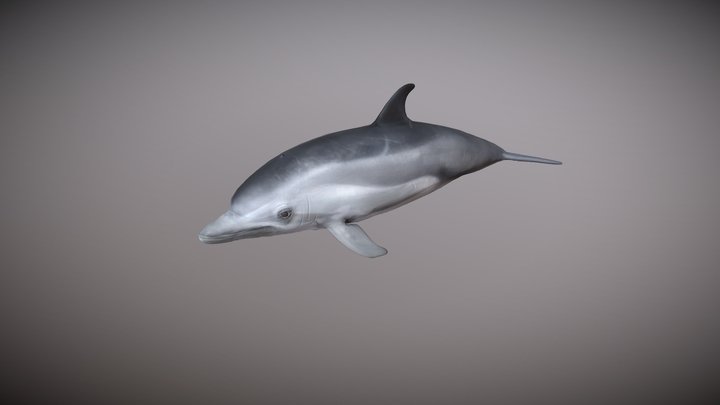 Realistic Dolphin | Rigged with 25+ Animations – Free 3D Model STL