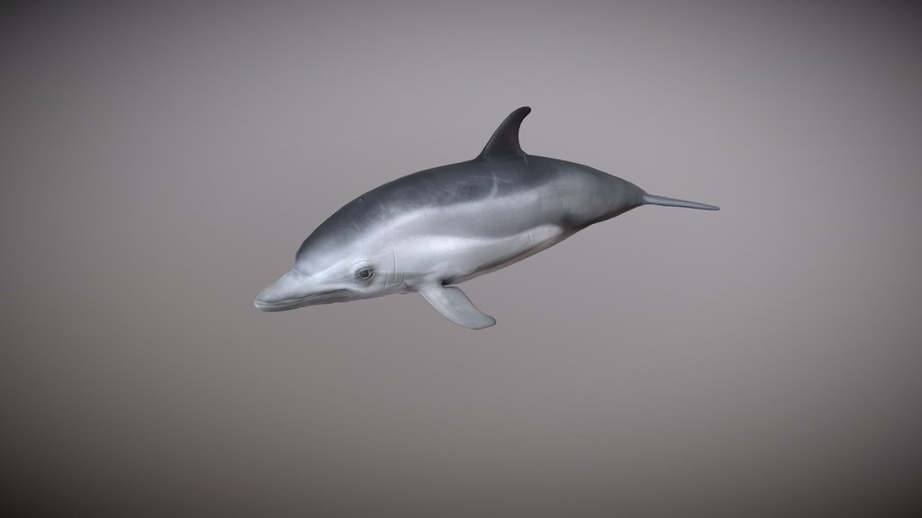 Realistic Dolphin | Rigged with 25+ Animations