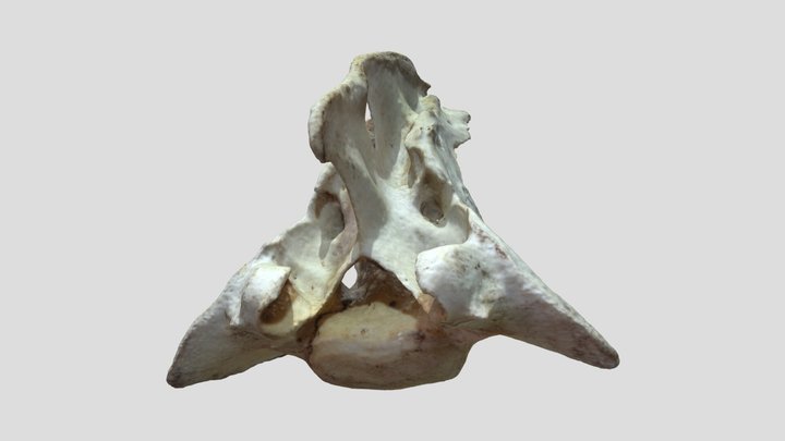 V26 Sacrum 3D Model