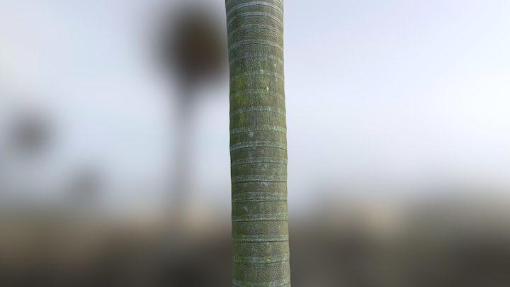 Coconut Trunk 3D Model