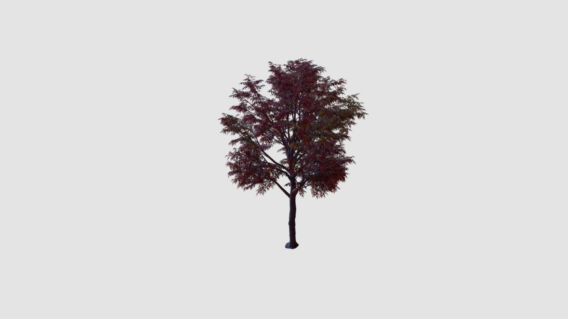 Tree - Buy Royalty Free 3D model by Evermotion [c168600] - Sketchfab Store