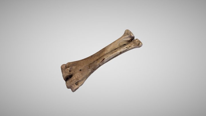 Bone 2 3D Model