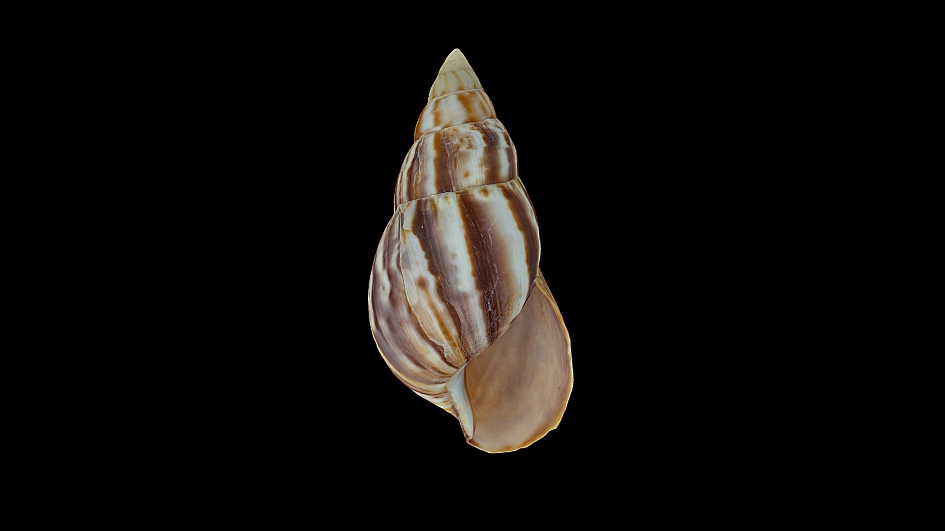 3D model Achatina - This is a 3D model of the Achatina. The 3D model is about a close-up of a sea shell.