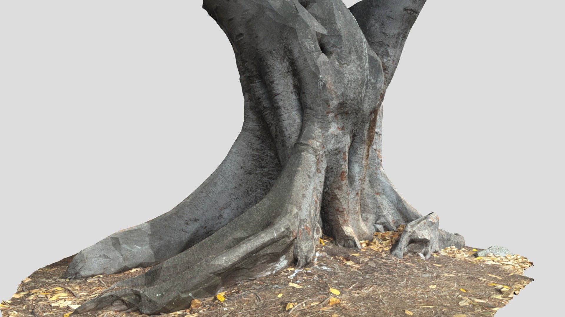  Tree  Trunk  26 Download Free 3D model by SPACESCAN 