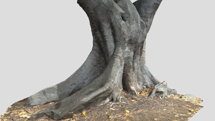 Tree Trunk 26 3D Model