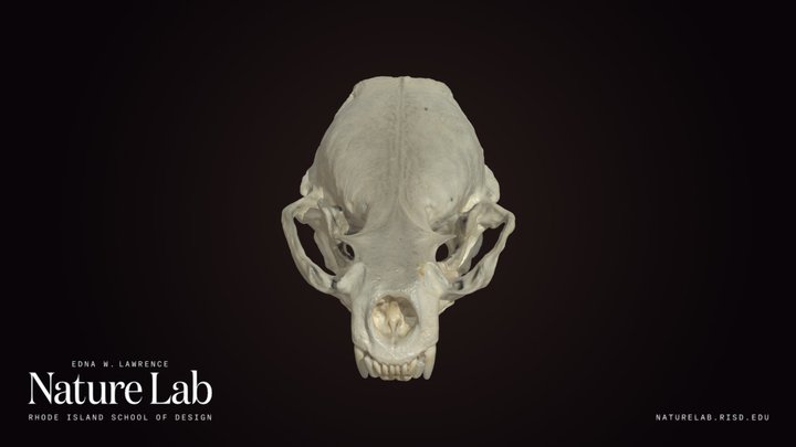River Otter Skull