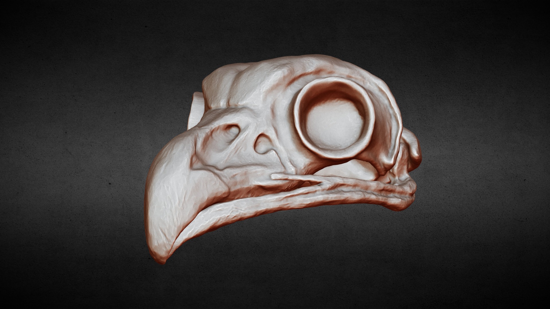 Eurasian eagle-owl | Sculpt practice