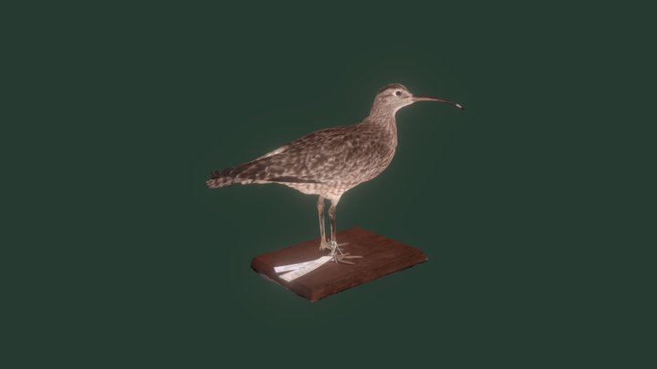 チュウシャクシギ　雄/Whimbrel,   ♂ 3D Model