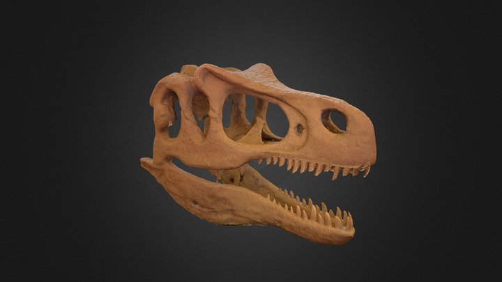 Cranio de Alossauro 3D Model