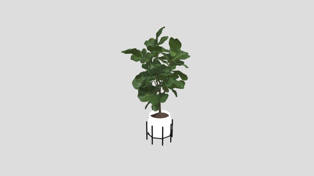 Plant Indoor