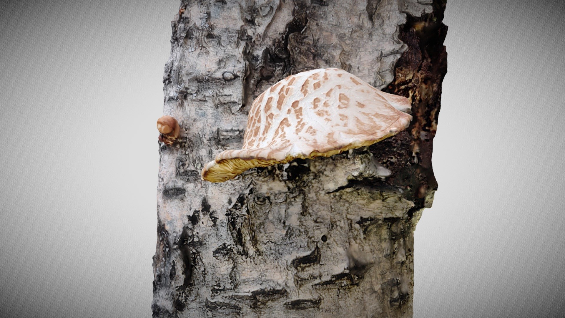 Ratapölkkysieni (Neolentinus lepideus)