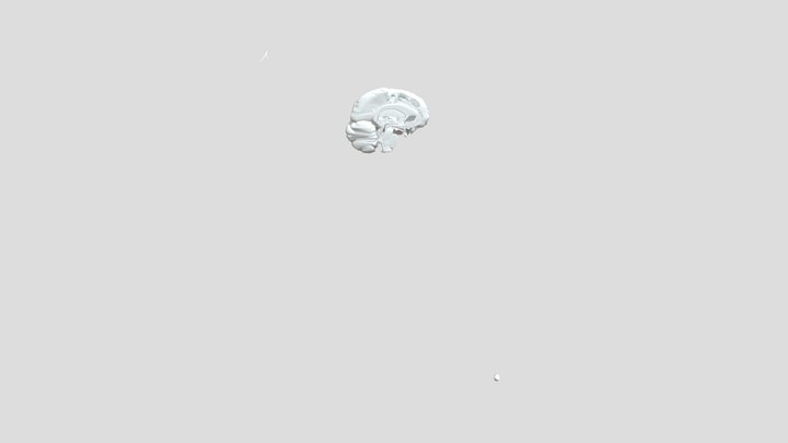 Brain 3D Model