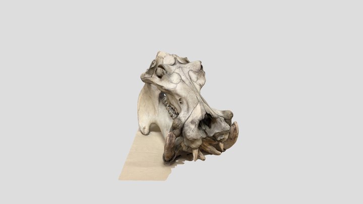 Hippo Skull 3D Model