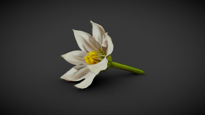 Blooming 3D models - Sketchfab