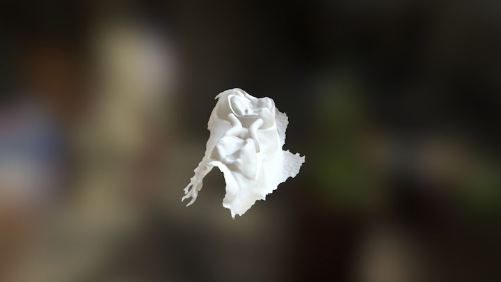 Pedodontic Space-Retainer 3D Model