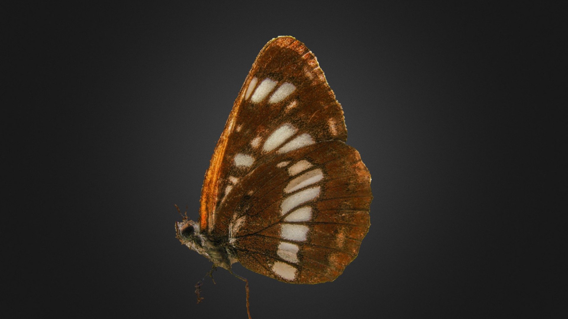 Half butterfly