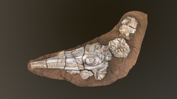 Ichthyosaur skull 3D Model