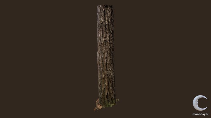 3D scanned Tree trunk 03 3D Model