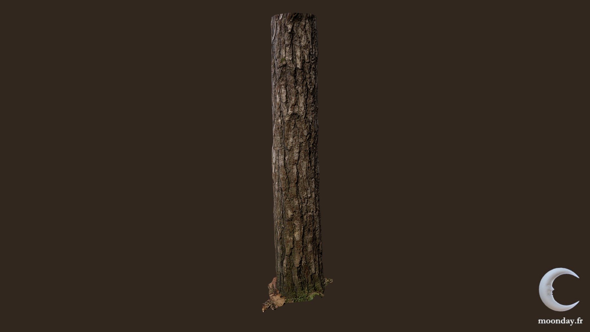 3D scanned Tree trunk 03