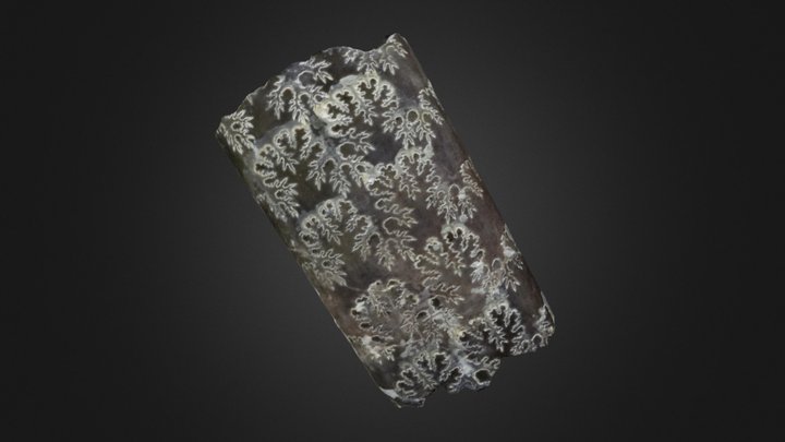 Cephalopod: Baculites sp. (PRI 70605)